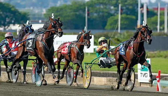 NZ harness horse racing in action